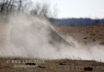 Dust Bath